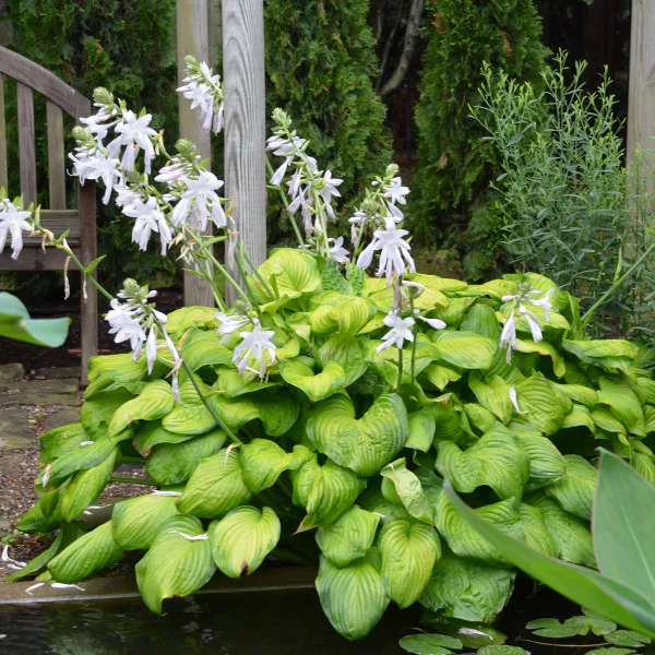Hosta 'Guacamole' - Image 2