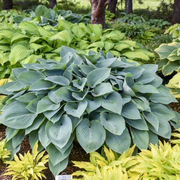 Hosta 'Halcyon' - Image 2