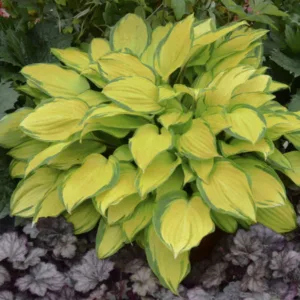 Hosta 'Island Breeze' G1.5