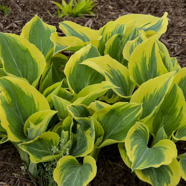Hosta 'Liberty' - Image 2