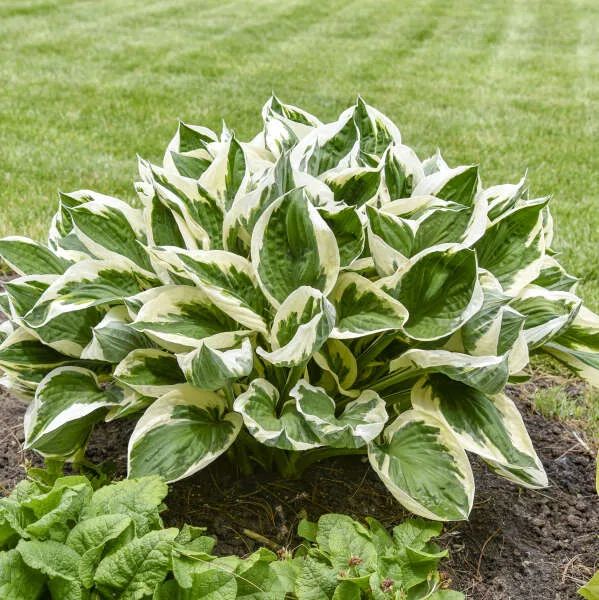 Hosta 'Minuteman' G1 - Image 2