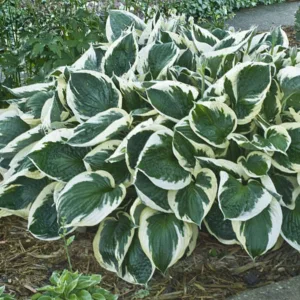 Hosta 'Minuteman' G1