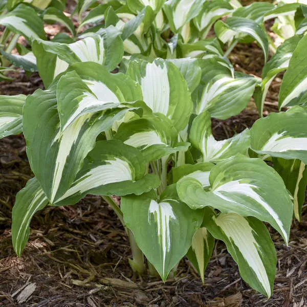 Hosta 'Night Before Christmas' G1 - Image 2