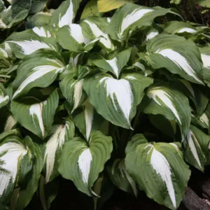 Hosta 'Night Before Christmas' G1