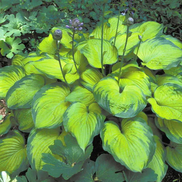 Hosta 'Old Glory' 19CM - Image 2