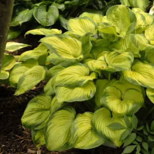 Hosta 'Old Glory' 19CM