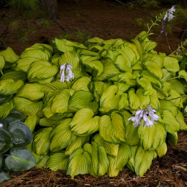Hosta 'Stained Glass' - Image 2