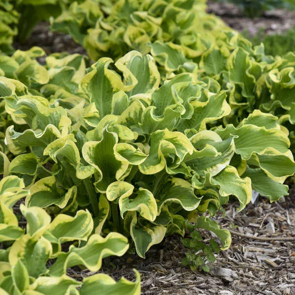 Hosta 'Wheee' - Image 2