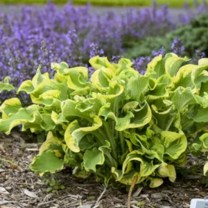 Hosta 'Wheee'