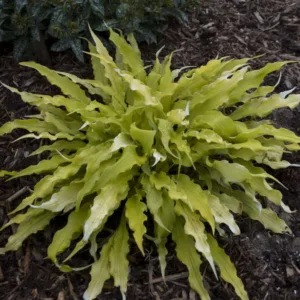 Hosta 'Wiggles & Squiggles' G1.5