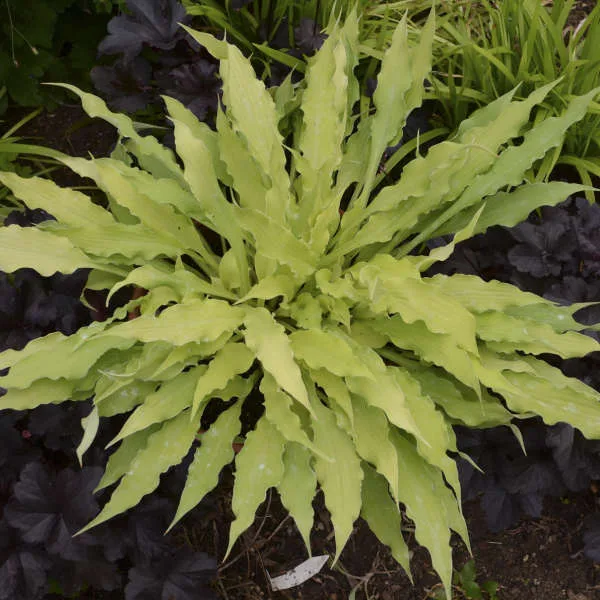 Hosta 'Wiggles & Squiggles' G1.5 - Image 2