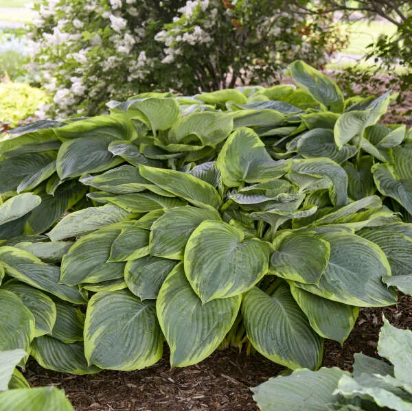 Hosta 'Wu-La-La' - Image 2