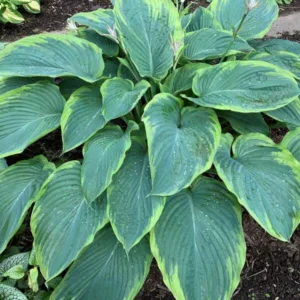 Hosta 'Wu-La-La'