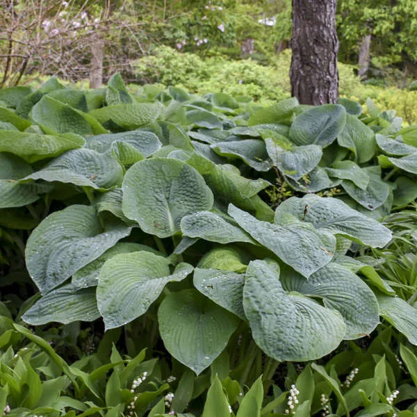 Hosta 'Elegans' G1 - Image 2