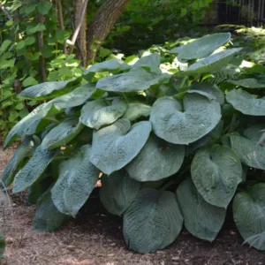 Hosta 'Elegans' G1