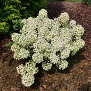Hydrangea 'Tiny Quick Fire' G2