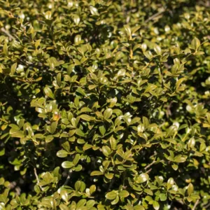 Holly, Japanese 'Chilly Willy' G3
