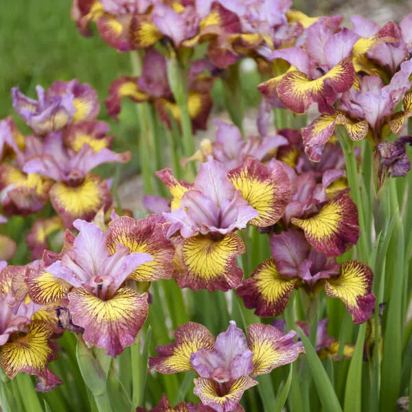 Iris, Siberian 'Fiddles on Fire' G1 - Image 2