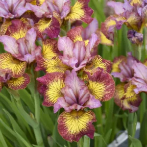 Iris, Siberian 'Fiddles on Fire' G1