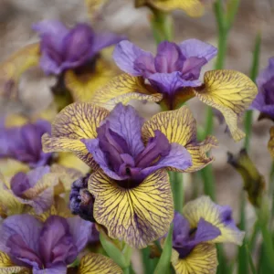 Iris, Siberian 'Purring Tiger' G1