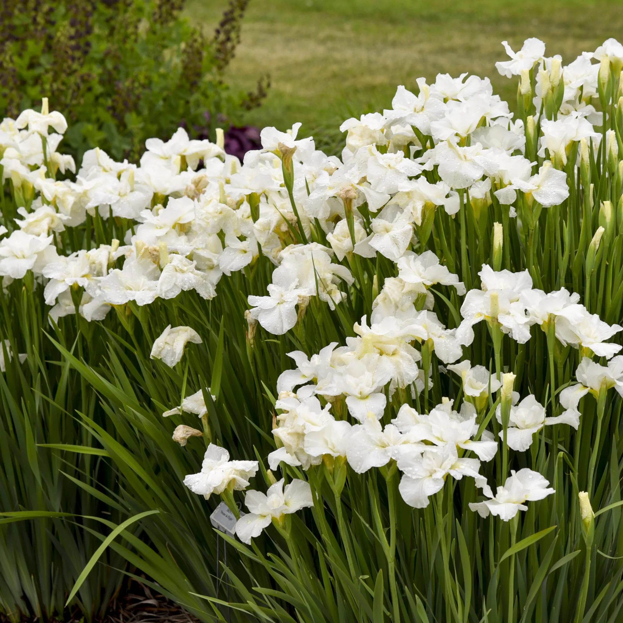Iris, Siberian 'Swans in Flight' G1 - Image 2