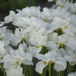 Iris, Siberian 'Swans in Flight' G1