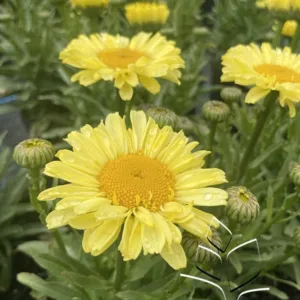 Shasta Daisy 'Real Sunbeam' G1
