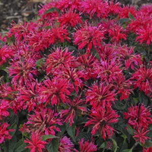Bee Balm 'Cherry Pops' G1