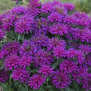 Bee Balm 'Grape Gumball' G1