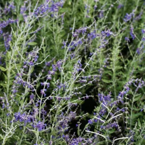 Russian Sage 'Little Spire' G1
