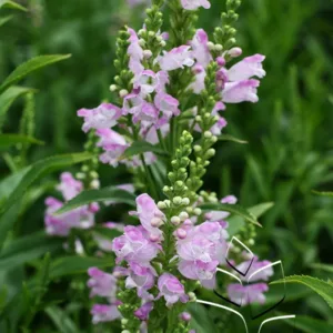 Obedient Plant 'Pink Manners' G1