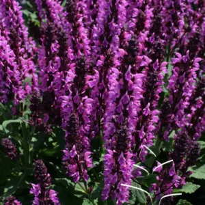 Salvia 'Bumbleberry' G1
