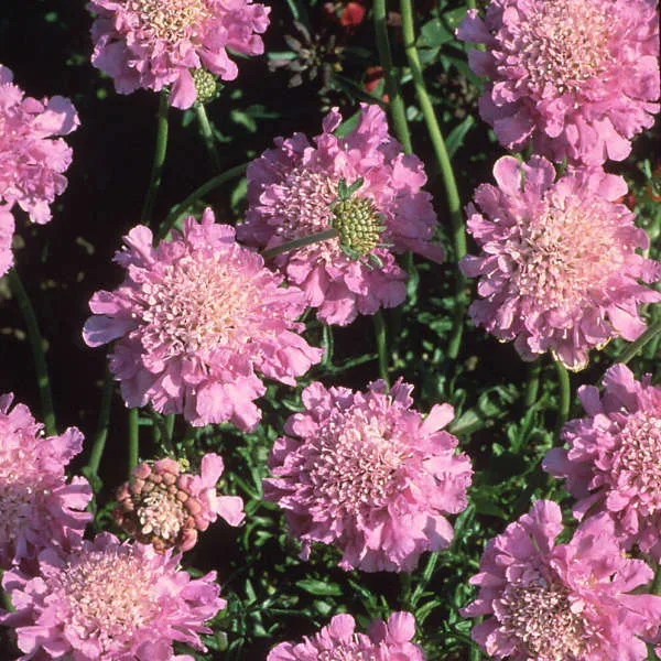 Pincushion Flower 'Pink Mist' QT - Image 2