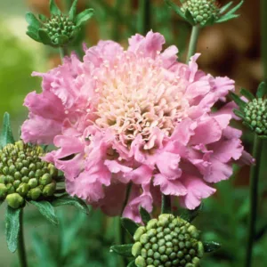 Pincushion Flower 'Pink Mist' QT