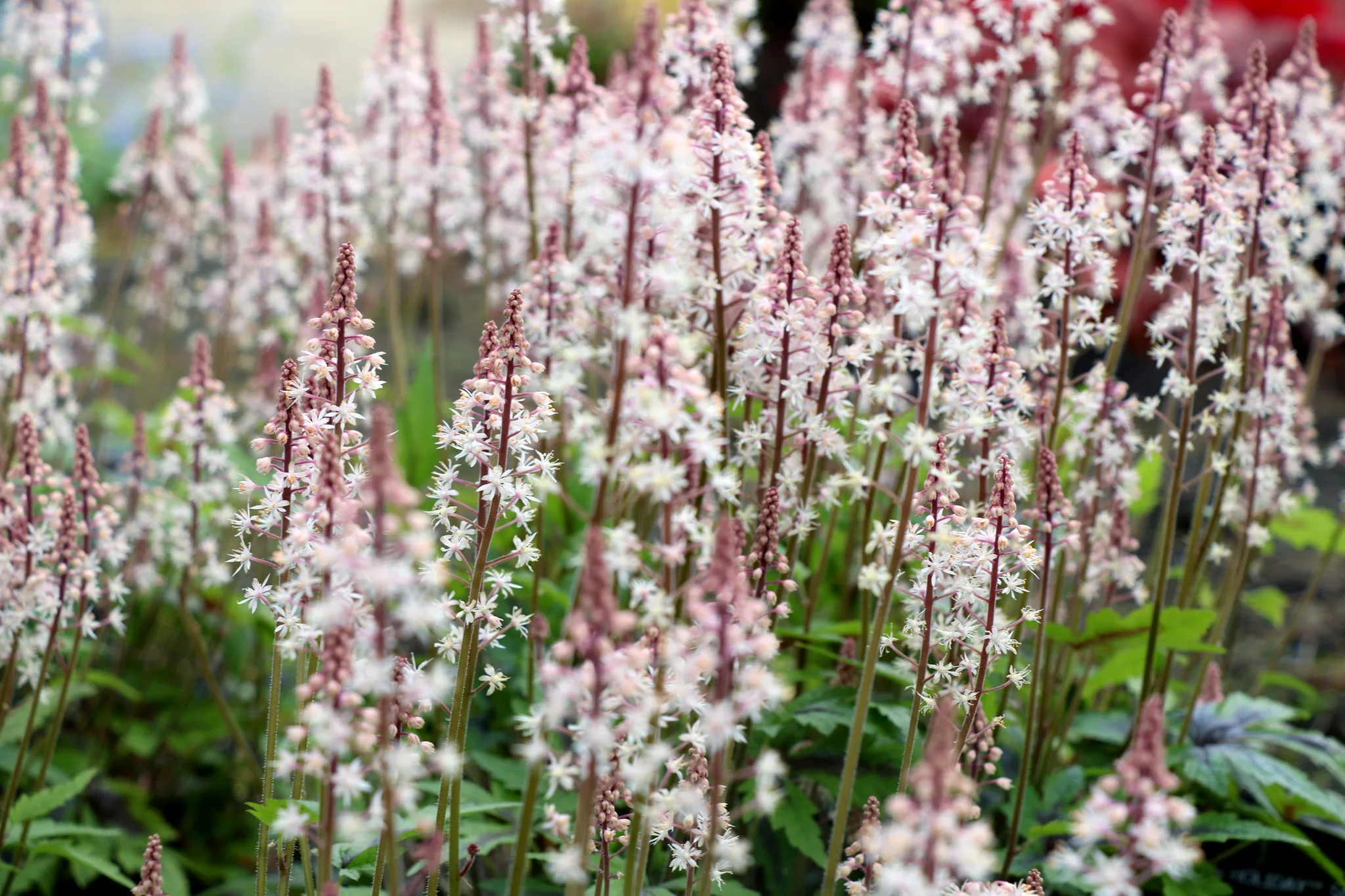Foamflower 'Sugar and Spice' G1 - Image 3