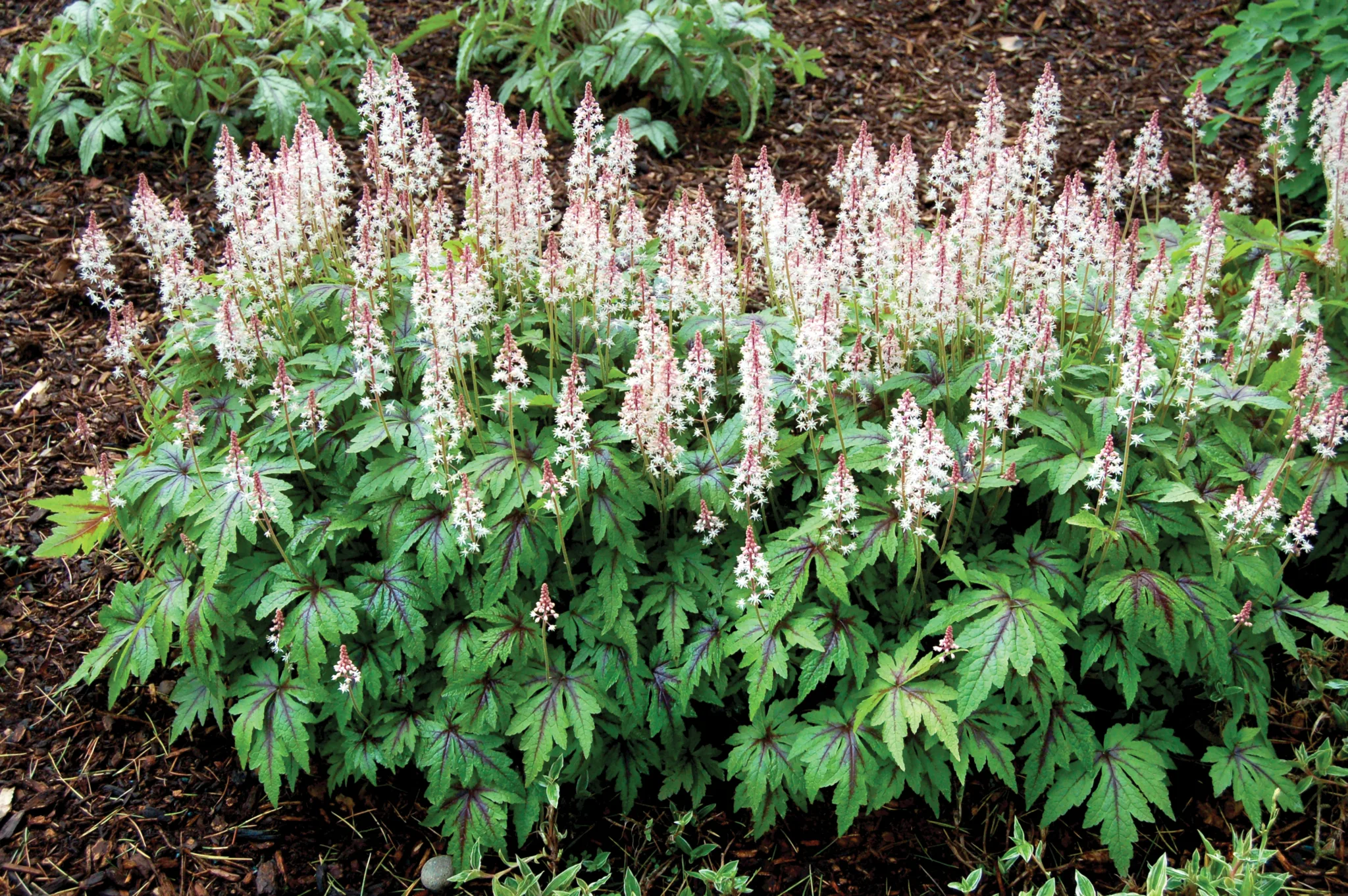 Foamflower 'Sugar and Spice' G1 - Image 2