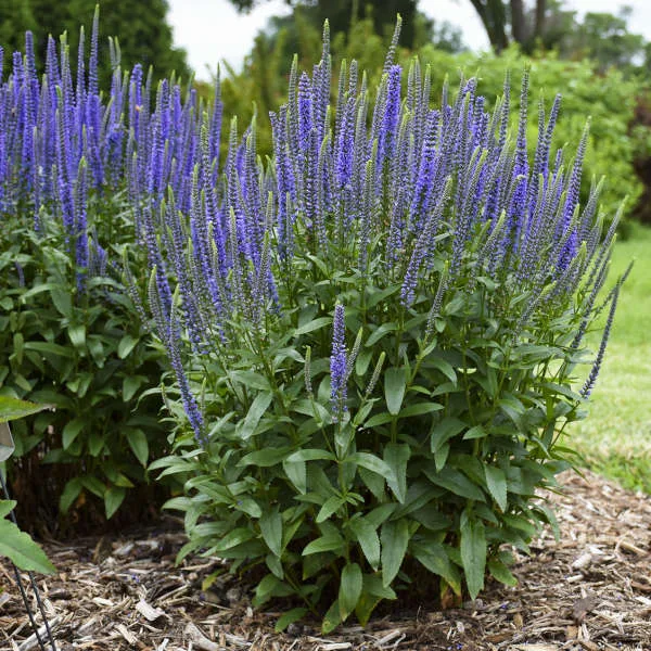 Speedwell 'Blue Skywalker' G1 - Image 2