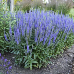 Speedwell 'Blue Skywalker' G1