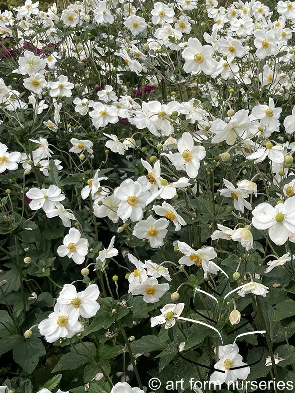 Anemone 'Honorine Jobert' G1 - Image 2