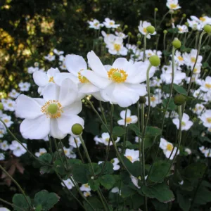 Anemone 'Honorine Jobert' G1