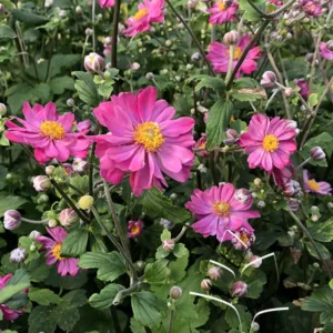 Anemone 'Pamina' G1