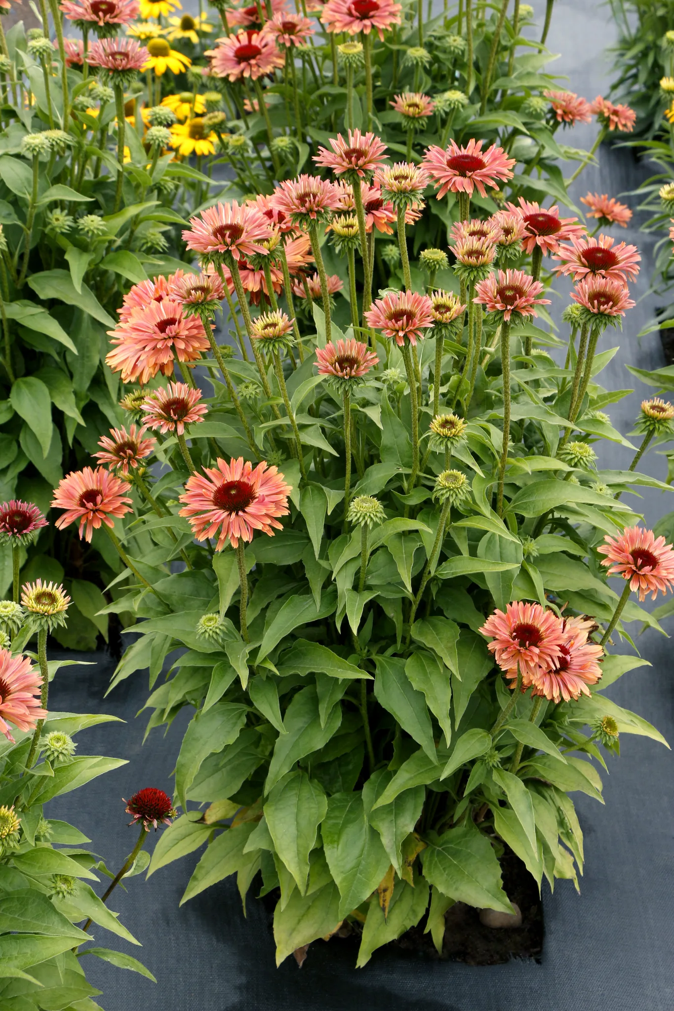 Coneflower 'Fresco Apricot' G1 - Image 2