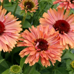 Coneflower 'Fresco Apricot' G1