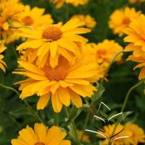 False Sunflower 'Venus' G1