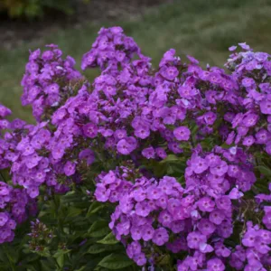 Phlox 'Cover Girl' G1