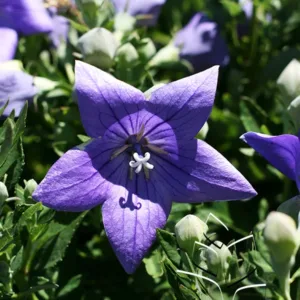 Balloon Flower 'Sentimental Blue' G1