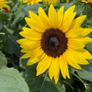 Sunflower 6in.