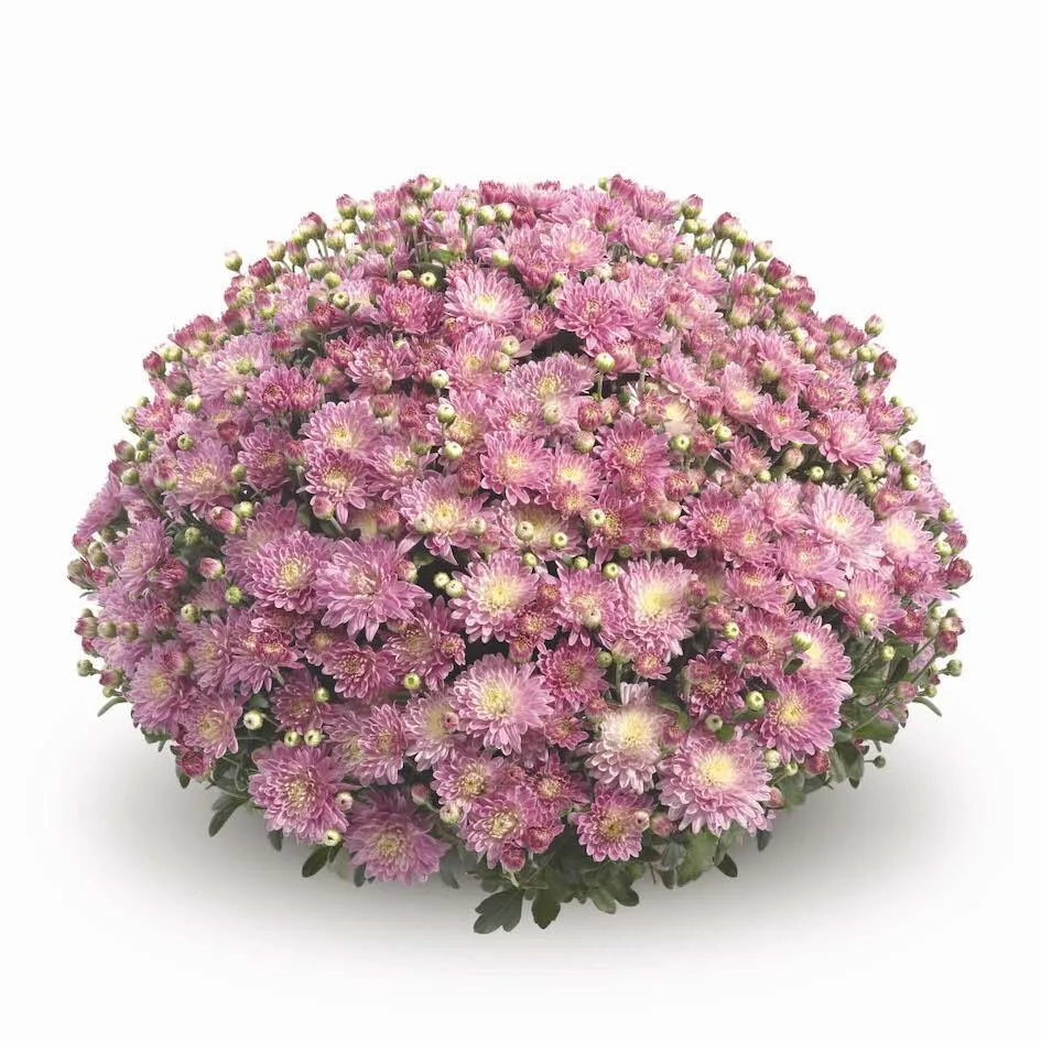 Fall Mum Hanging Basket 10in. - Image 7