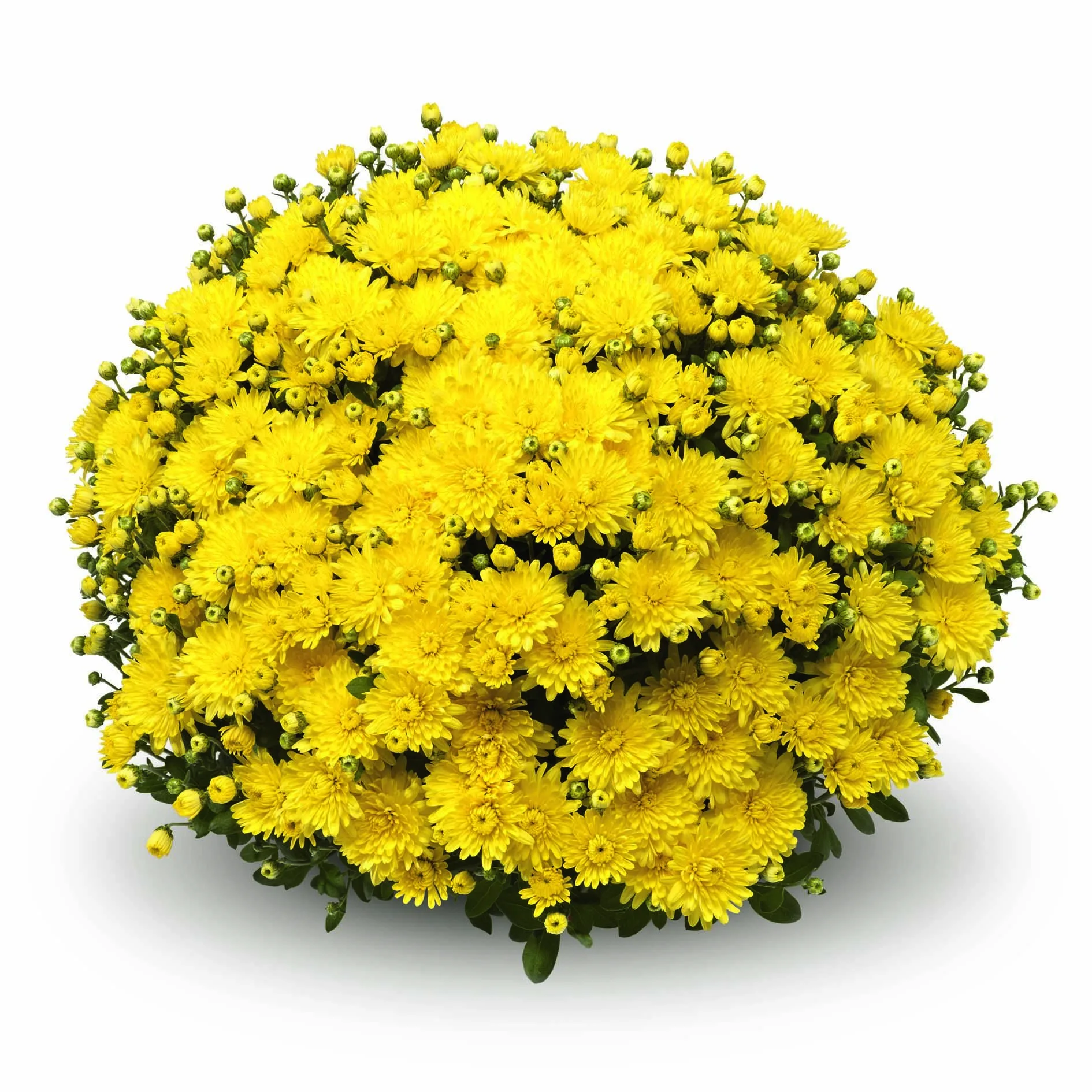 Fall Mum Hanging Basket 10in. - Image 4