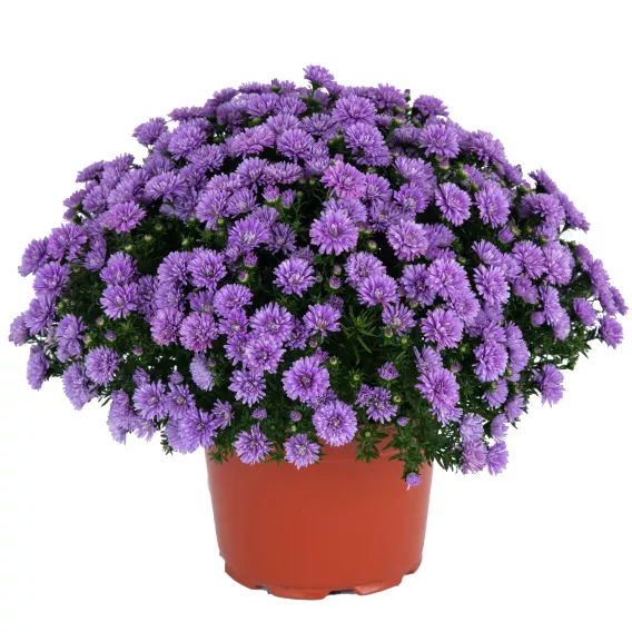 Aster 8in. - Image 2